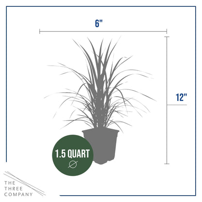 Live Ornamental Pampas Grass (Cortaderia selloana) - White (2 Pack) - Perennial Accent Plant - 10" Tall by 5" Wide in 1.5 Qt Pot