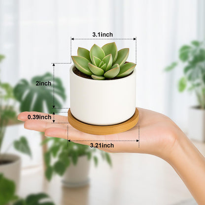 ZOUTOG Succulent Pots 3.1 Inch,Succulent Planters 12 Pack,Small Pots for Plants with Drainage and Tray,White Ceramic Flower Planters for Indoor Plants,Home,Office,Desk