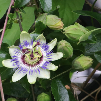 Set 2 Blue Passion Flower Vine Plants - Live Passion Flowers Plants for Outdoor Garden, 4 to 8 Inch Tall Size, Fragrant Flowers, No Pot