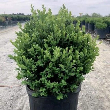 Buxus Green Mountain (3 Gallon)