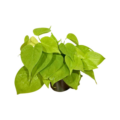 PLANTVERS Neon Heartleaf Philodendron in 4" Grow Pot | Lime-Green Trailing Vine | Easy Care Philodendron Hederaceum | Bright Foliage for Shelf or Workspace Decor