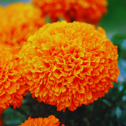 2 Live Marigold Plants for Outside, Orange Marigold Live Plants No Pot Perennial Blooming Flower Gardening, Zone 2 to 11