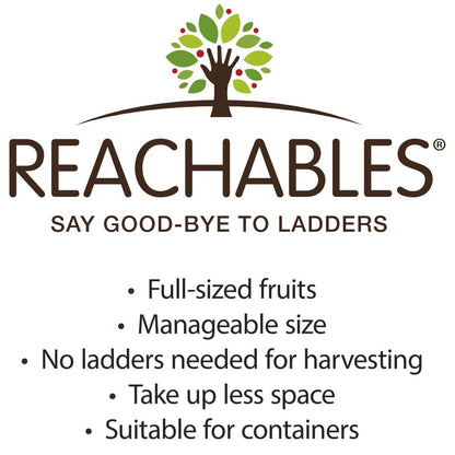 Direct Gardening Fantasia Reachables Dwarf Nectarine Dormant Bare Root Fruit Bearing Starter Tree - Can't Ship to CA, CO, ID, MT, OR, or WA
