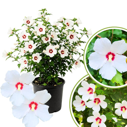 Rose of Sharon Plants Live, Full Rooted from 1.5 to 2.5 Feet Tall, Red White Althea Rose of Sharon Plant, Vibrant Flowers for Summer Color