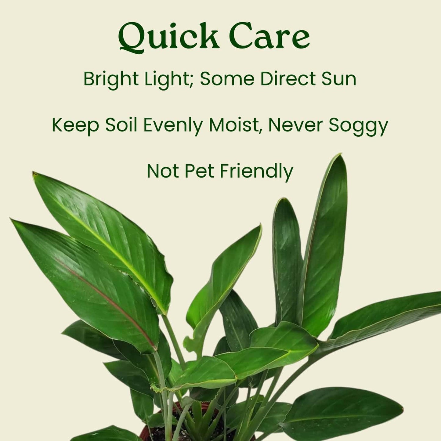 Tropical Plants of Florida Bird of Paradise Live Plant Orange Flower with Soil and Heat Pack - 3 Gallon 30 to 36 Inch Tall Indoor Outdoor Tropical Foliage Plant