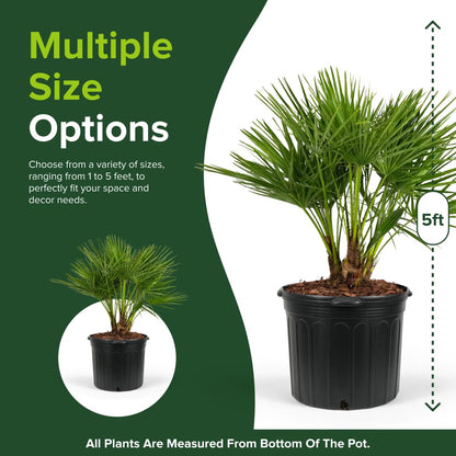 European Fan Palm Tree Multi - Chamaerops Humilis, Cold Hardy Mediterranean Palm, Drought-Tolerant Ornamental Plant for Patios, Gardens, and Landscapes (3gal Pot, 2-3ft)