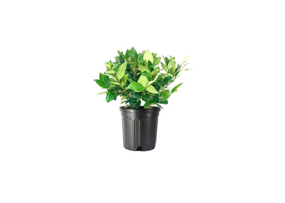 Ligustrum Waxleaf Privet | 1 Large Trade Gallon Size Plants | Blooming Evergreen Tree Privacy Hedge