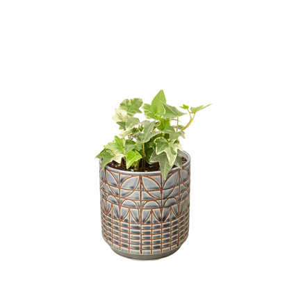 English Ivy 'Glacier' Live Plant for Indoor | Different Houseplants in 4'' & 6'' Pot | Real House Plant for Living Room, Office, Desk & Bathroom | English Ivy | Common Ivy