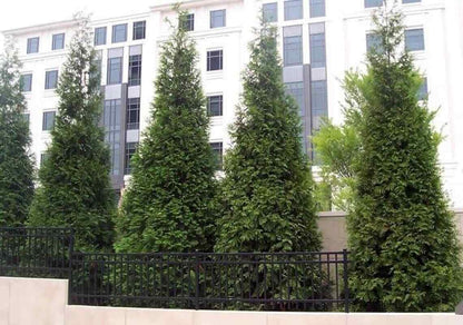 Live Plant - 10 Thuja Green Giant Arborvitae Trees/Shrubs, 6-12" Tall Live Plants, 2.5" Pots