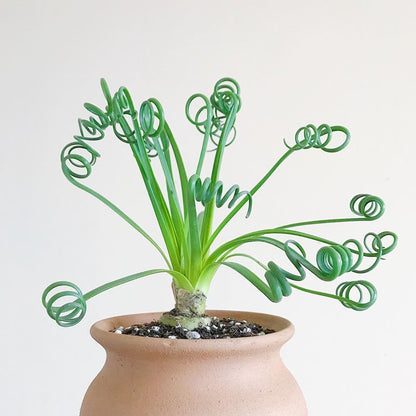 Rare Albuca Spiralis Plant Live in 3" Pot, Corkscrew Frizzle Sizzle Houseplant Ornamental Albuca Spiralis, Curly Grass Succulent Live Plant