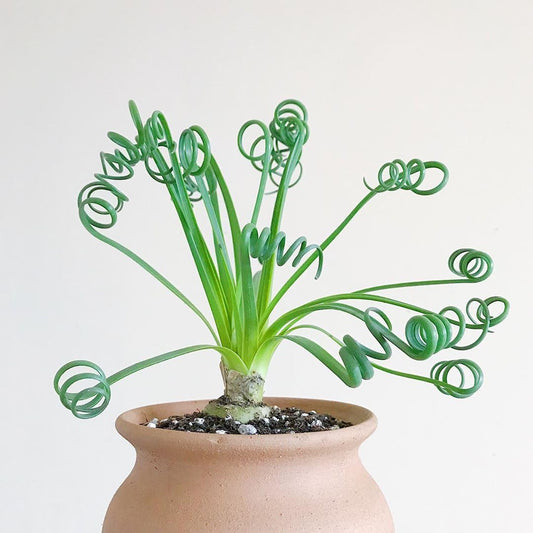 Rare Albuca Spiralis Plant Live in 3" Pot, Corkscrew Frizzle Sizzle Houseplant Ornamental Albuca Spiralis, Curly Grass Succulent Live Plant