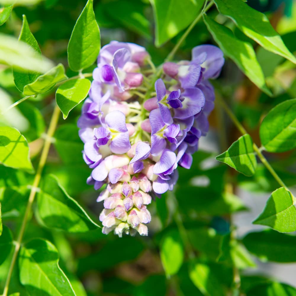 Perfect Plants Amethyst Falls Wisteria Vine 3 Gallon | Live Shrub for Outdoor Planting | Fast Growing Vines for Trellis or Fence | Beautiful Purple Flowers During Spring & Summer