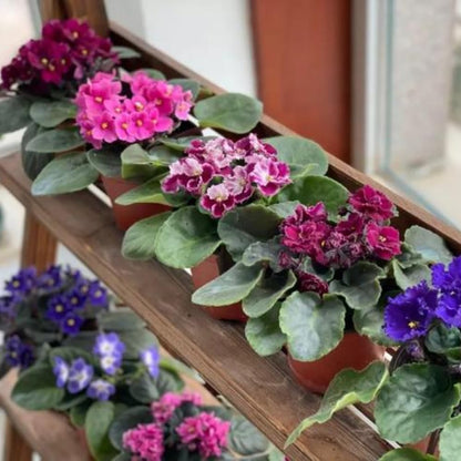 African Violets Live Plants, African Violet Plant Live House Plants, 4 Inc Potted, 4 to 6 Inc Long (Pink)