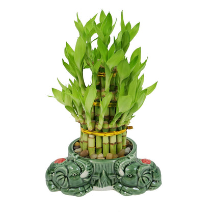 Athena’s Garden Lucky Bamboo Indoor Live Plant 3 Tier Tower Fresh Plant in Ceramic Planter (Flower Elephant)