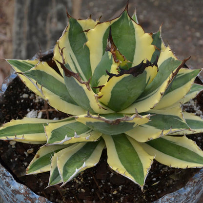 Agave Snaggle Tooth Beautiful Variegated Starter Plant! 2" to 3" Wide! Shipped Bare Root! No Pot or Soil!