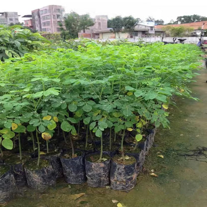 Moringa Tree Live Plant in 4 Inc Pot, 6"-12" Malunggay Drumstick Trees, Horseradish Herb Moringa Plants, Deciduous Tree