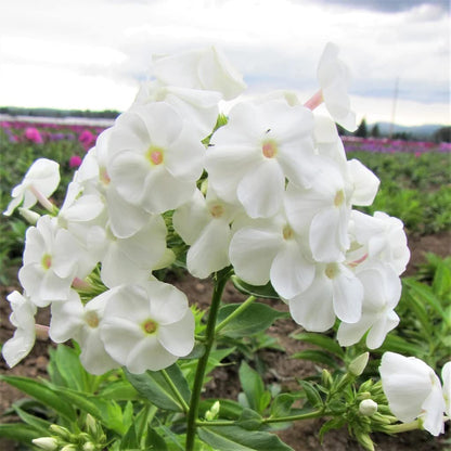 Votaniki David Phlox Bare Root Start - Perennial, Fragrant Blooms, Paniculata David Phlox Bare Root for Planting - Perfect for Borders, Garden Beds, and Containers (1 Pack)