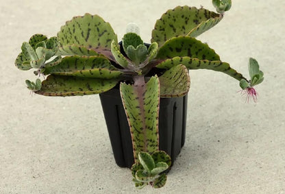 Donkey Ears Kalanchoe gastonis bonnieri Live Plant Rare Succulent Cacti 4" Plant