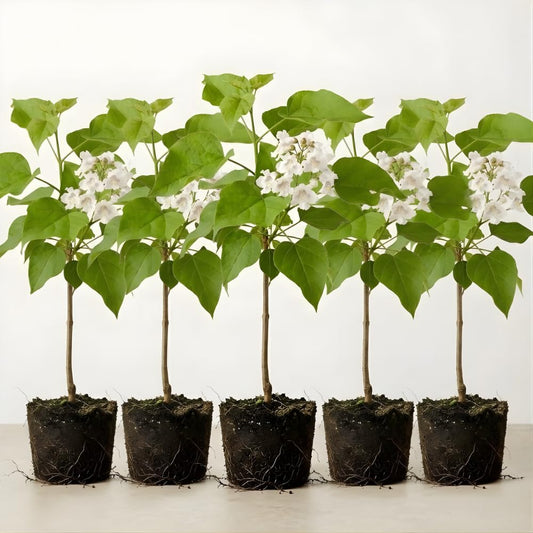 5 Catalpa Tree Live Plant – Native Catalpa Seedlings 1–2 Ft Tall | Fast-Growing Shade Trees for Outdoor Planting & Landscaping | Dormant Plant