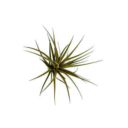 Air Plants - Flowering Tillandsia Stricta Large 5" - 1ct - Live Arrival Guaranteed - House Plants for Home Decor & Gift