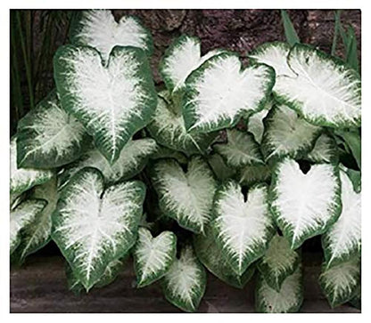 Fancy Leaf Caladium Bulbs for Planting - Large Root Bulb - Aaron - Giant Heart-Shaped Flower Plant - Hardy in Zones 9-11