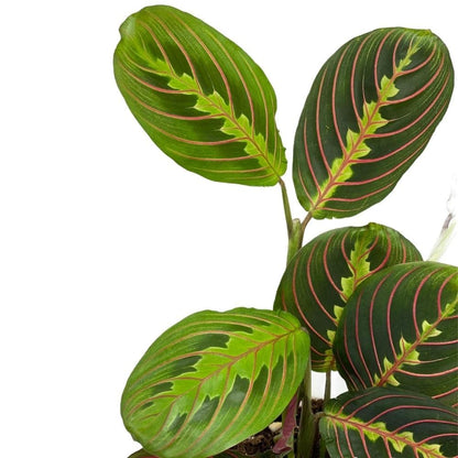 Hopewind Plants Shop, Red Prayer Plant, Red Maranta, Gorgeous Live Indoor Plant, Easy to Care and Rare Variety 4 inch Pot