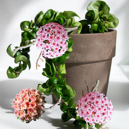 Hindu Rope Hoya Plant Live, Pink Flower Curly Leaf Succulent Vine Leaves, Outdoor Indoor Houseplant Decor, Hoya Hindu Rope
