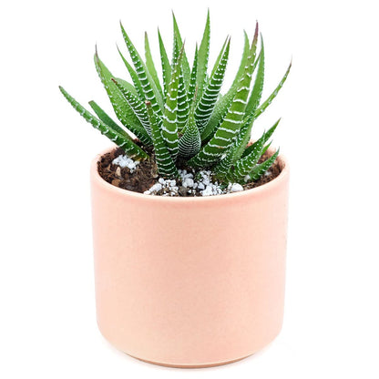 Haworthia Zebra Spiky Succulent Plant with Care Guide - Best Indoor Plants - Easy to Grow Succulents - Gift Ideas for Plant Lover - Low Light Succulents (4 inch)