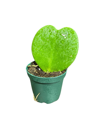 Hoya Kerrii Heart Succulent Plant in a 1.5 inch Pot, Live Indoor Low Light Air Purifying, Easy-Care House Plant