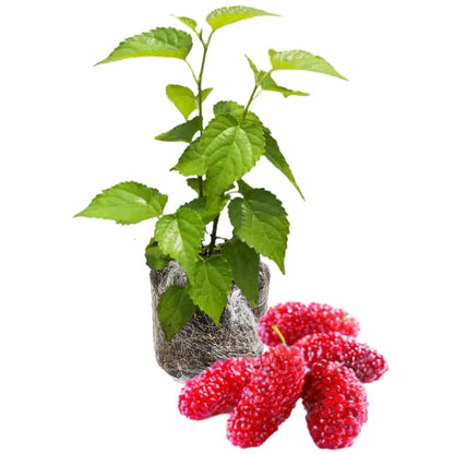 Mulberry Tree Live Plant 5 to 8 Inch Height, Everbearing Mulberry Bush Live Plant to Grow, Mulberry Plant Live (Red Mulberry)