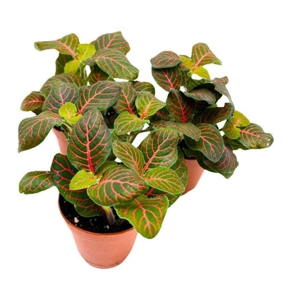 BubbleBlooms Red Nerve Plant 2 inch Set of 3 Mosaic Red Veined Fittonia Tiny Mini Pixie Plants