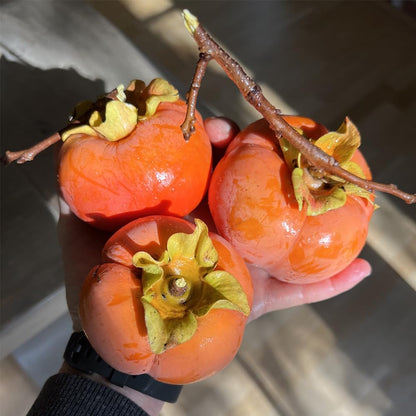 Mixrug 30+ Organic Fuyu Persimmon Seeds for Planting Outdoors,Diospyros Seeds Non-GMO Heirloom,Cold Hardy Fruit Tree Seed High Germination for Home Outdoor Garden