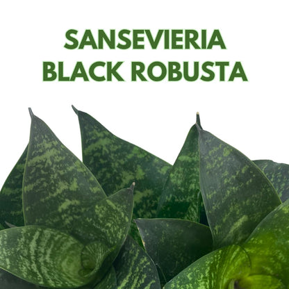 BubbleBlooms Snake Plant Black Robusta in 2 inch Pot, Green Striped Snakeplant, Sansevieria trifasciata