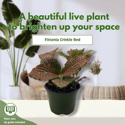 BubbleBlooms Red Nerve Plant, Fittonia Verschaffeltii, Ruby Red Mosaic Plant in a 4 inch Pot