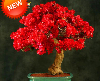 Live Plant - Spectabilis Red Bougainvillea Small Well Rooted Starter Plant