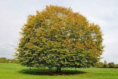 Live Plant - American Beech Tree - Live Plant - 6-12" Tall - Quart Pot - Fagus grandifolia