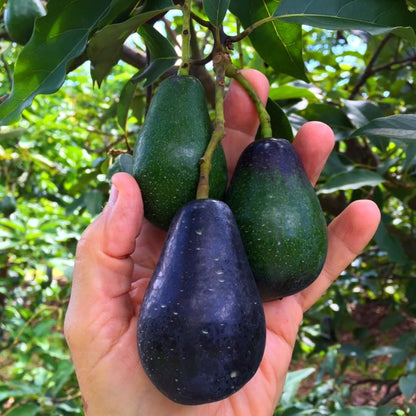 2 Years Old Avocado Tree Grafted, 1-2 Feet Tall in 3 Gallon Pot,Ready to Plant and Bear Fruit (Black)