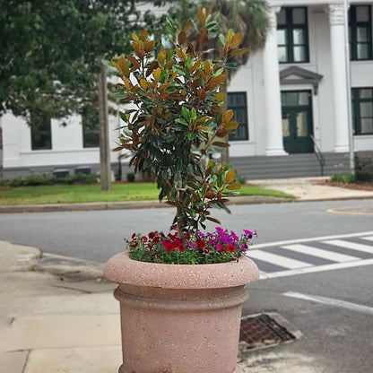 Little Gem Southern Magnolia Tree, 7 Gallon Live Nursery Pot, White Fragrant Flowers| Arbor Day Foundation (Due to Agricultural Laws, Unavailable to CA, AZ)
