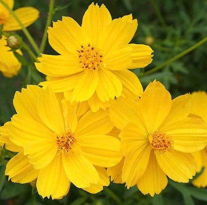Gold Crest Cosmos - Long Blooming Season - 2 to 3 Feet Tall