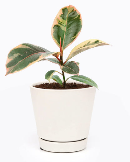 Ficus Elastica Ruby Pink (4'' Grower Pot) - Healthy Houseplant - Easy Care Indoor Houseplant