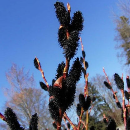 2 Black Pussy Willow Tree Cuttings to Grow - Fresh Cuttings, Ready to Plant