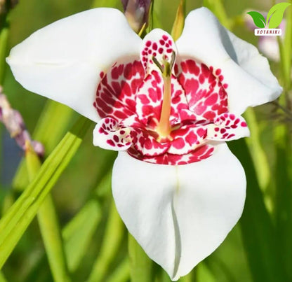 Votaniki Tigridia Pavonia 'Alba' Grandiflora - Perennial Tigridia Flowering (Tiger Flower) Bulbs | Summer Flowers, Tigridia Bulbs - Easy to Grow (3 Pack)