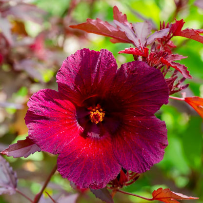 4 Cranberry Hibiscus Live Plants, 4-6” Tall, Tropical Hibiscus Flowers, Cranberry Plants Live