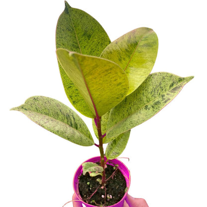 10 Pack Ficus 'shivereana' Moonshine in 4in Pot - Live Rare Plant - Easy to Grow | Variegated | USA Growers | The Snobby Leaf