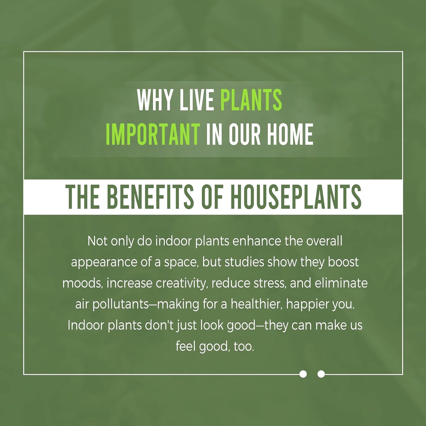 LEAL PLANTS ECUADOR Monstera Los Puentes| Swiss Cheese Plant | Unique Indoor Décor | Live Houseplant | Air-Purifying Tropical Plant | Stunning Foliage for Home & Office