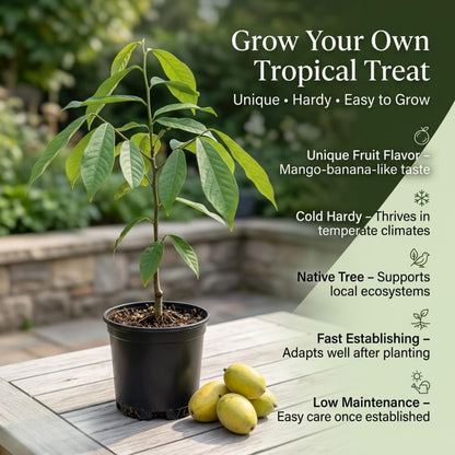 Pawpaw Tree Live Plant for Planting in Quart Pot, 12 to 18 Inch Tall, Easy Care Tropical-Style Fruit Plant for Sunny Outdoor Spots