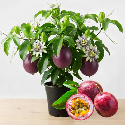 Passion Fruit Plant Live, Fragrant Passion Fruit Tree Live Plant, Edible Fruit Bearing Vine, Perennial Tropical Plant for Outdoor Gardening, 4-6 Inches Tall (Purple Passion Fruit)