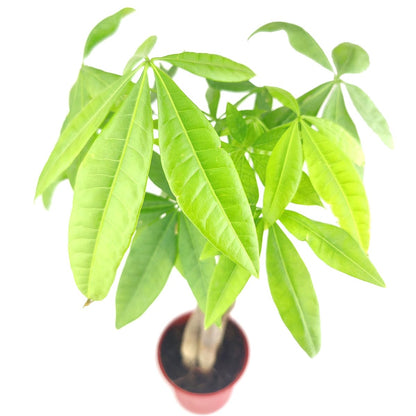 Braided Pachira Stump Money Tree (4 inch) - Lucky Houseplants - 4/6 inch Unique Live Decorative Houseplants - Easy to Care Indoor Plants, Perfect for Office, Home & Feng Shui Decor