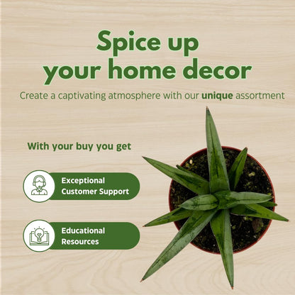 BubbleBlooms Sansevieria Assortment 4 inch Pots Set of 3 Rare Hardy Snake Plants