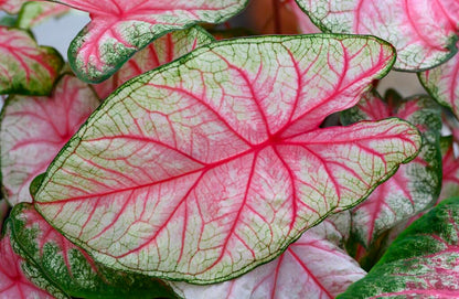 10 White Queen Caladium Bulbs for Planting - Perennial Hosta, Elephant Ears, Fancy (10 Bulbs)